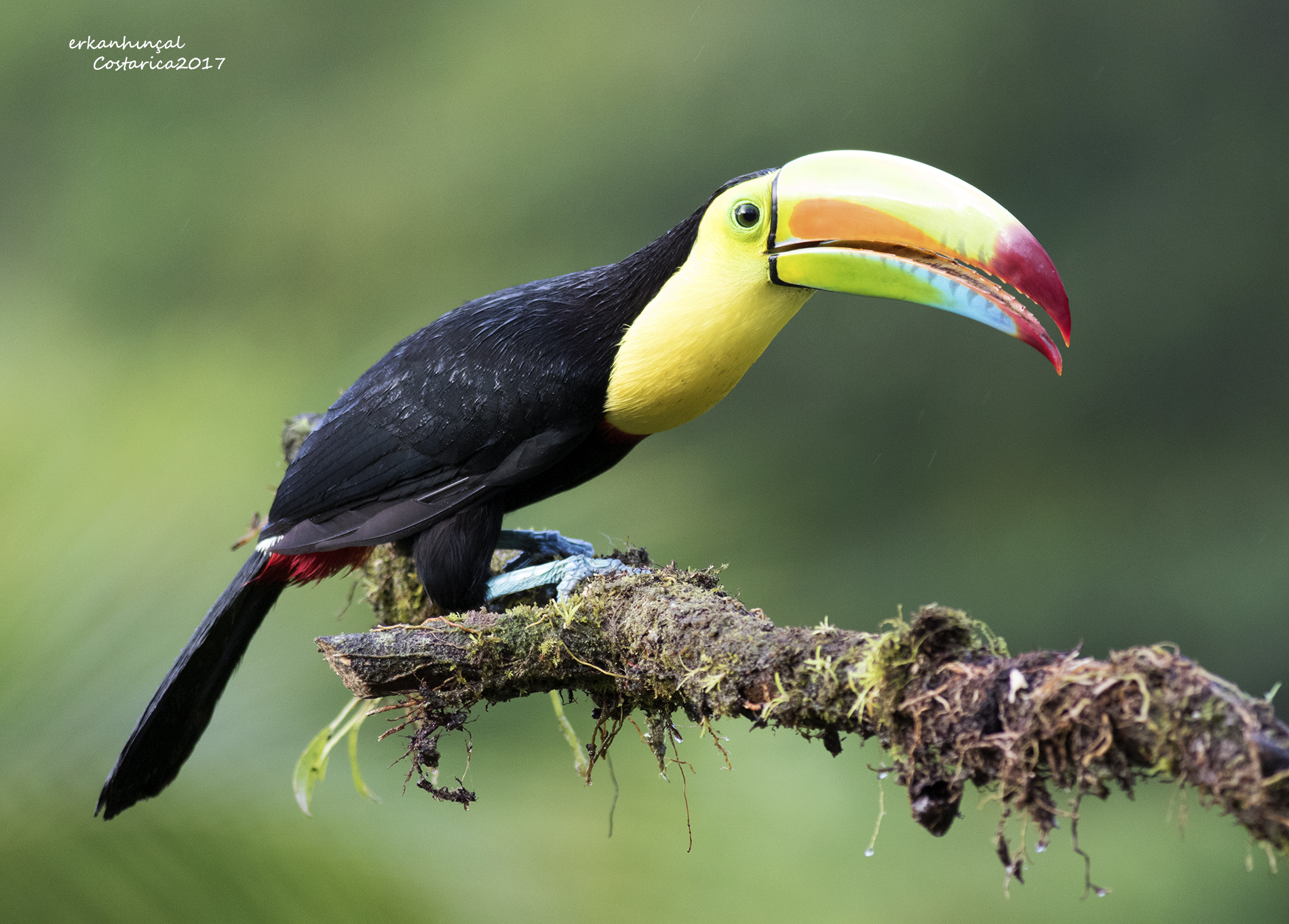 Keel-billed Toucan